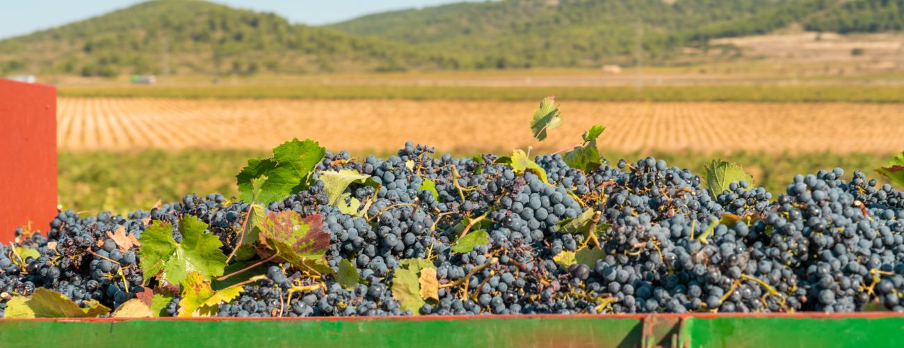 Piles of bunches of vintage red grapes on the back of the truck in Valencia, Spain